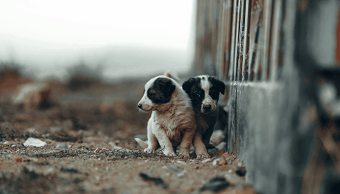 volunteer